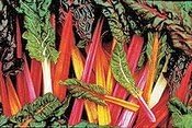 Swiss Chard Rainbow Mixture Garden Heirloom Vegetable Seeds by Seed Kingdom (1,500 Seeds)