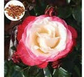 Generic Fresh 50pcs Rose Flower Seeds for Planting Pink White 1