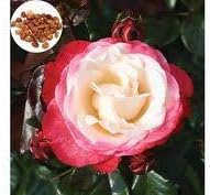 Generic Fresh 50pcs Rose Flower Seeds for Planting Pink White 1