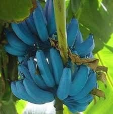 Generic Fresh 100 pcs Banana Fruit Seeds for Planting Sky Blue
