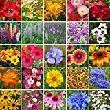 Non GMO Bulk Southwest Wildflower Seed Mix 24 Species of Wildflower Seeds (5 Lbs)