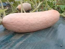 Squash Pink Banana Jumbo Garden Heirloom Vegetable by Seed Kingdom (1/4 Lb Seeds)