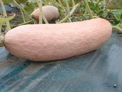 Squash Pink Banana Jumbo Garden Heirloom Vegetable by Seed Kingdom Bulk 1 Lb Seeds