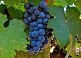 Generic Fresh 50pcs Grape Fruit Seeds for Planting Dark Blue