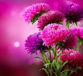 Generic Fresh 100pcs Aster Flower Seeds for Planting Purple