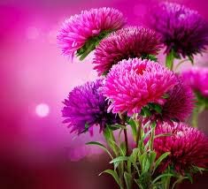 Generic Fresh 100pcs Aster Flower Seeds for Planting Purple