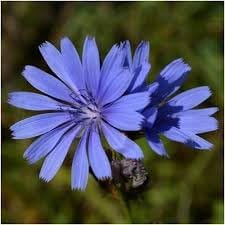 Antler Chicory Wildflower Seeds (Cichorium Intybus), 1 Pound