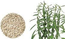 Black Sesame Seeds for Growing Black Sesame Plants - Kurogoma Sesame Seeds