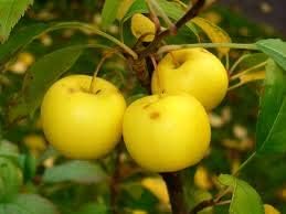 Generic Fresh 30pcs Apple Fruit Seeds for Planting Light Green
