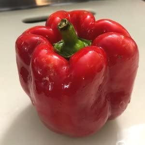 Organic California Wonder Pepper Seeds (Capsicum annuum) 100 Seeds (1 Grams) Sweet Pepper Bell Pepper Seeds by Smoke Camp Crafts