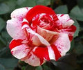 Generic Fresh 50pcs Rose Flower Seeds for Planting Red Light Pink