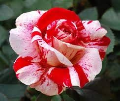 Generic Fresh 50pcs Rose Flower Seeds for Planting Red Light Pink