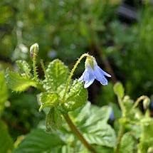 Borage Herb (25+ Seed Pack) - COOL BEANS N SPROUTS Brand - Non-GMO - Home Gardening
