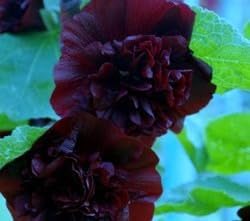Seeds Black Hollyhock Double 30 Seeds for Planting Flowers Perennial Plant