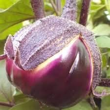 Generic Fresh 100pcs Eggplant Vegetable Seeds for Planting Purple 2