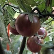 Generic Fresh 100pcs Tomato Vegetables Seeds for Planting Brown 2