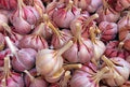 Generic Fresh 100 pcs Garlic Vegetable Seeds for Planting Light Purple 1