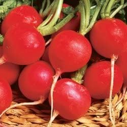 Radish Champion Great Heirloom Vegetable by Seed Kingdom (350 Seeds)