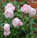Generic Fresh 100pcs Rose Flower Seeds for Planting Baby Pink