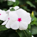Park Seed Vinca Flower Plant Seeds, Easy to Grow, Perfect for Spring Garden, Mega Bloom Polka Dot, Pack of 15