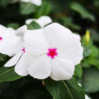 Park Seed Vinca Flower Plant Seeds, Easy to Grow, Perfect for Spring Garden, Mega Bloom Polka Dot, Pack of 15