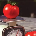 Tomato Oregon Spring Great Heirloom Garden Vegetable by Seed Kingdom Bulk 2,000 Seeds