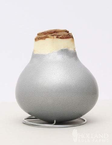 Silver Base Waxed Amaryllis White Intokazi Flower Bulb with Stand, No Water Needed