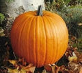 Pumpkin Connecticut Field Great Heirloom Vegetable 75 Seeds