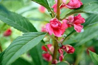'Camellia Flowered Mix' Balsam Flower Seeds for Planting, 100+ Seeds Per Packet, (Isla's Garden Seeds), Non GMO & Heirloom Seeds, Scientific Name: Impatiens balsamina, Great Home Garden Gift