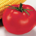 Park Seed Variety of Tomato Seeds, Planting Vegetables, Easy to Grow, Non-GMO, Perfect for Harvesting, Better Boy Hybrid, Pack of 250