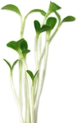 Waldmanns Green Lettuce Seeds: 4 Oz - Non-GMO Vegetable Garden & Microgreens Seeds - Micro/Baby Salad Greens