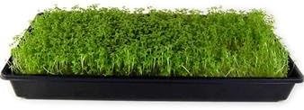 Osaka Purple Mustard Gardening Seeds: 1 Oz - Non-GMO Seeds for Microgreens, Micro Herb Greens, Vegetable Garden