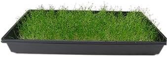 Large American Flag Leek Seeds: 1 Lb - Bulk, Non-GMO Vegetable Garden Seeds, Growing Microgreens