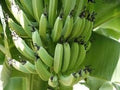 Generic Fresh 100 pcs Banana Fruit Seeds for Planting Green