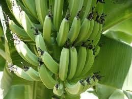 Generic Fresh 100 pcs Banana Fruit Seeds for Planting Green