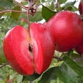 Generic Fresh 30pcs Apple Fruit Seeds for Planting Red 3