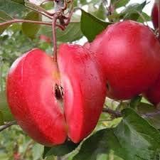 Generic Fresh 30pcs Apple Fruit Seeds for Planting Red 3