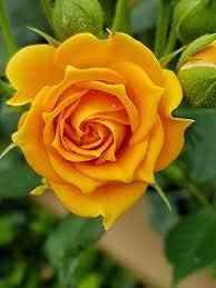 Generic Fresh 100 pcs Rose Flower Seeds for Planting Dark Yellow