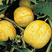 Cucumber Lemon Great Heirloom Vegetable Seeds by Seed Kingdom (35 Seeds)