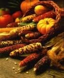 Corn Carousel Ornamental Great Heirloom Vegetable 35 Seeds