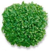 Seed Kingdom Basil Dwarf Greek Great Garden Herb 75 Seeds