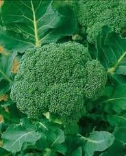 Broccoli Waltham 29 Great Heirloom Vegetable Microgreens Sprouting by Seed Kingdom BULK 1 Lb Seeds