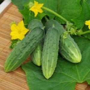 Cucumber Nezhyn Seeds – Open-Pollinated | 45–55 Days to Harvest | Crisp, High-Yielding Variety for Gardens & Containers