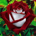Generic Fresh 100pcs Rose Flower Seeds for Planting Red White