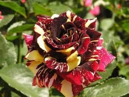 Generic Fresh 50pcs Rose Flower Seeds for Planting Red White 1