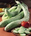 Cucumber Armenian Pale Great Heirloom Vegetable by Seed Kingdom (1 Oz Seeds)