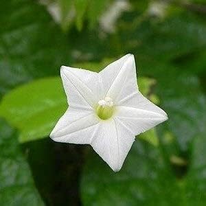 Eden Brothers Cardinal Climber Seeds - White