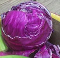 Cabbage Red Acre Great Heirloom Vegetable by Seed Kingdom Bulk 1 Lb Seeds