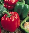 Pepper Sweet Yolo Wonder Great Heirloom Vegetable by Seed Kingdom Bulk 1/4 Lb Seeds