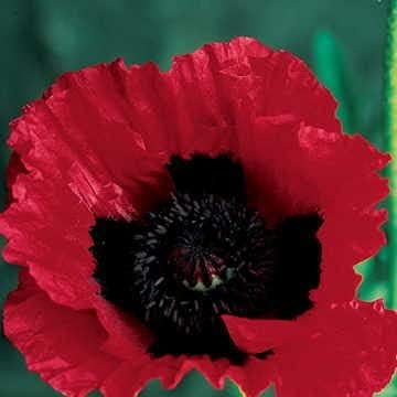 Park Seed Poppy Flower Plant Seeds, Easy to Grow, Perfect for Spring Garden, Great Scarlet, Pack of 500